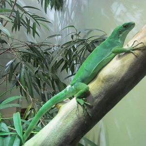 fiji banded iguana iguana