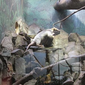 southern tamandua