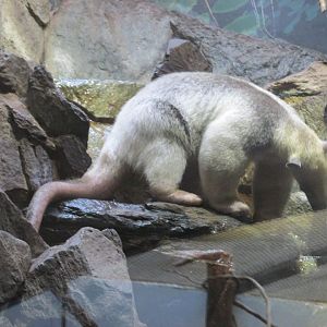 southern tamandua