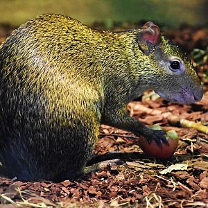 Azara's agouti