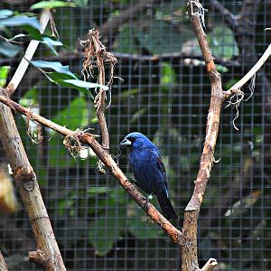 Blue grosbeak (male)