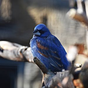 Blue grosbeak (male)