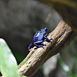 Blue poison dart frog