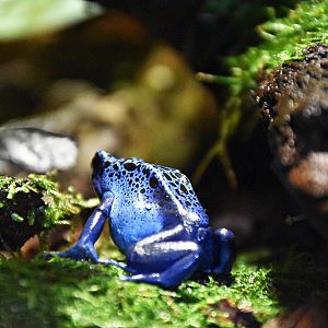Blue poison dart frog