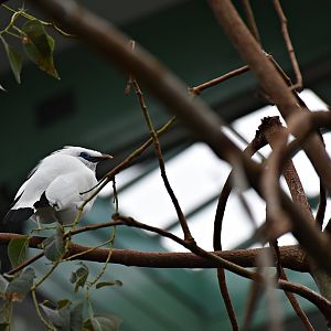 Bali myna