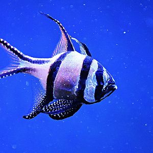 Banggai cardinalfish
