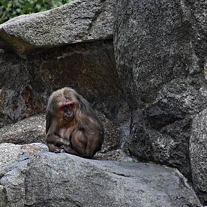Bear macaque