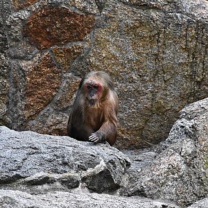 Bear macaque