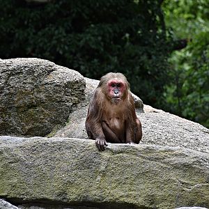 Bear macaque