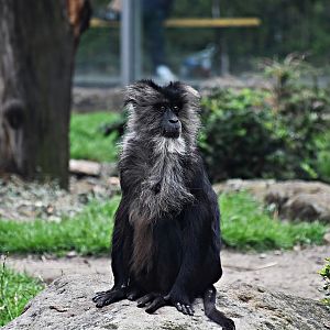 Lion-tailed macaque