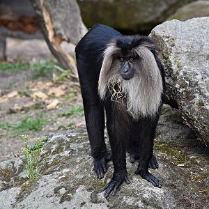 Lion-tailed macaque