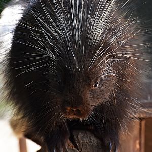 New World porcupine
