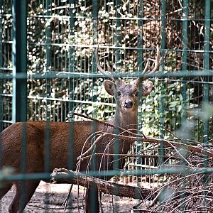 Bawean deer