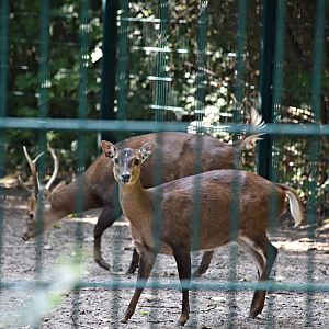 Bawean deer