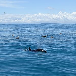 Pantropical spotted dolphin and brown boobies