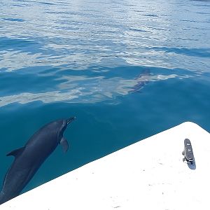 Pantropical Spotted Dolphin