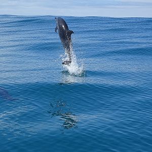 Pantropical Spotted Dolphin