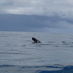 Humpback Whale (calf)