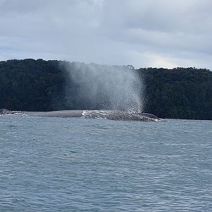 Humpback Whale