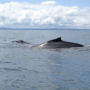 Humpback Whale, mother with Calf