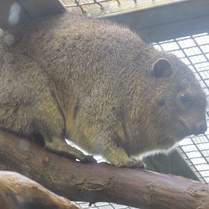 rock hyrax