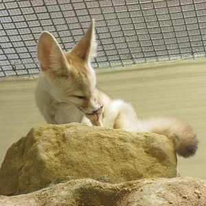 fennec fox