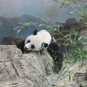 giant panda indoors