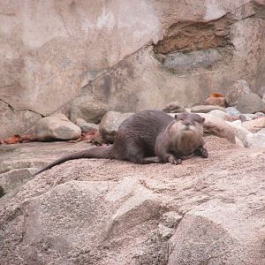 asian small clawed otter