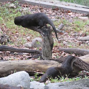 asian small clawed otters