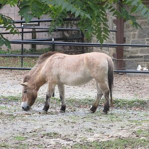 przewalski´s horse