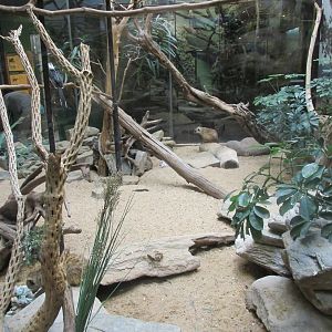 meerkat - hornbill exhibit
