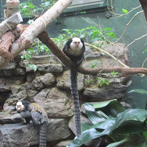 geoffrey´s marmoset