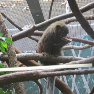 Coppery titi monkey