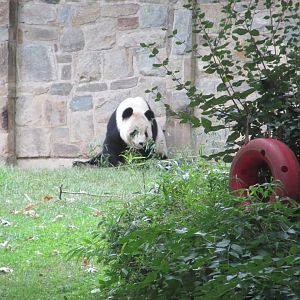 giant panda outdoors
