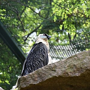 Bearded vulture