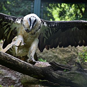 Bearded vulture