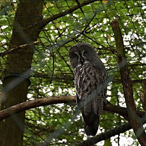 Great grey owl