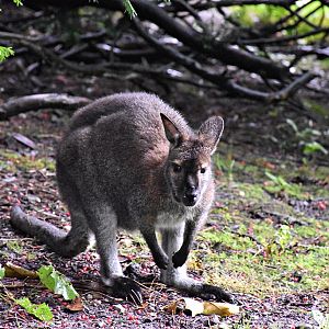 Red-necked wallaby