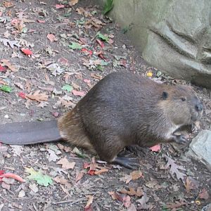 beaver