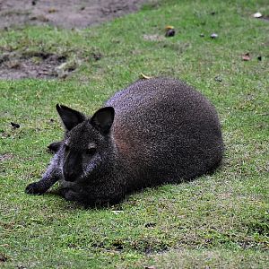 Red-necked wallaby
