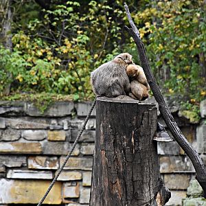 Barbary macaque
