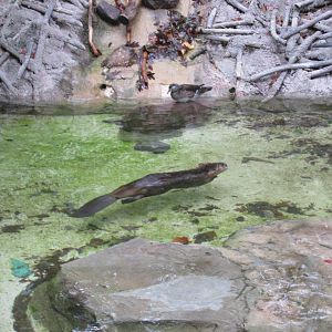 beaver and wood duck