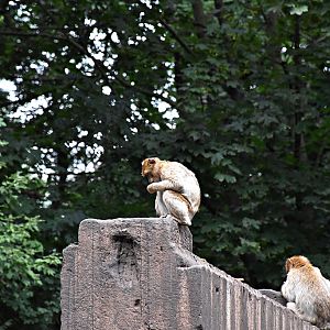 Barbary macaque