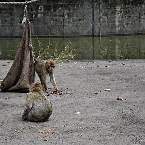 Barbary macaque