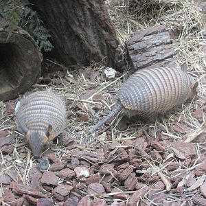 screaming hairy armadillo juveniles