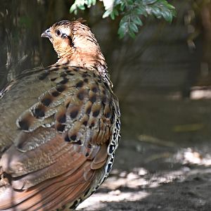 Mountain bamboo partridge
