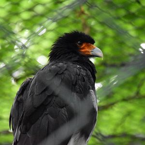 Mountain caracara