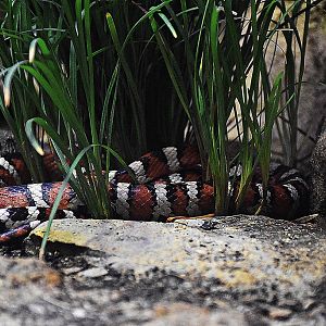 Arizona mountain kingsnake