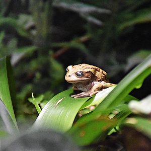 Marsupial frog