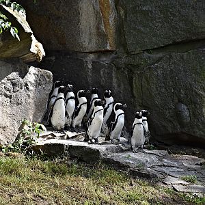 African penguin
